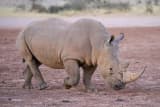 White Rhinoceros (Ceratotherium simum)