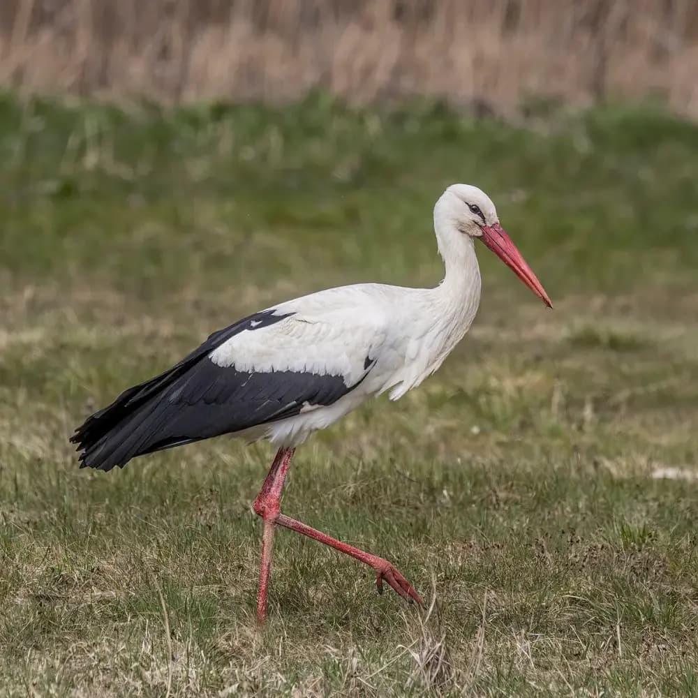 White Stork