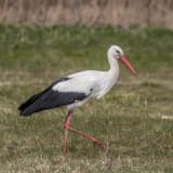 White Stork (Ciconia ciconia)