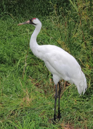 Whooping Crane (Antigone americana)