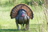 Wild Turkey (Meleagris gallopavo)
