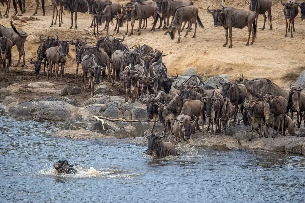 Wildebeest