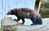Wolverine (Gulo gulo)
