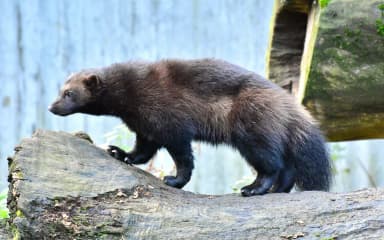 Wolverine (Gulo gulo)