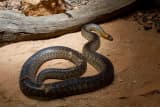 Woma Python (Aspidites ramsayi)
