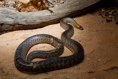 Woma Python (Aspidites ramsayi)