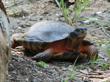 Wood Turtle (Glyptemys insculpta)
