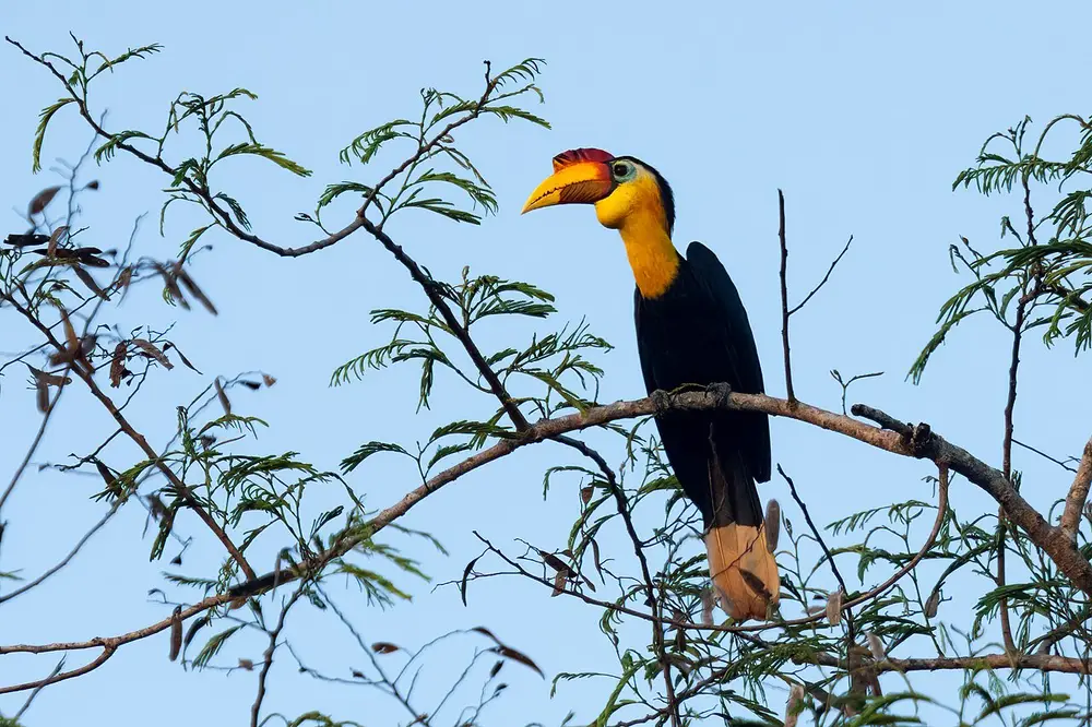 Wrinkled Hornbill