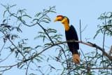Wrinkled Hornbill (Rhabdotorrhinus corrugatus)
