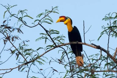 Wrinkled Hornbill (Rhabdotorrhinus corrugatus)