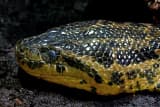 Yellow Anaconda (Eunectes notaeus)