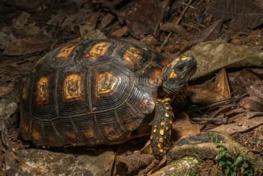Yellow-footed Tortoise (Chelonoidis denticulatus)