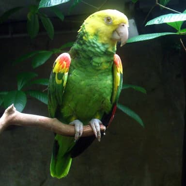 Yellow-headed Amazon (Amazona oratrix)