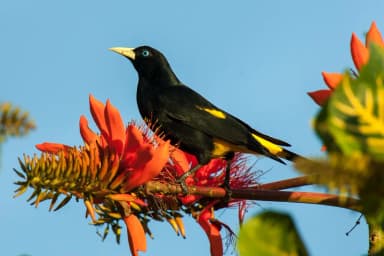 Yellow-rumped Cacique (Cacicus cela)