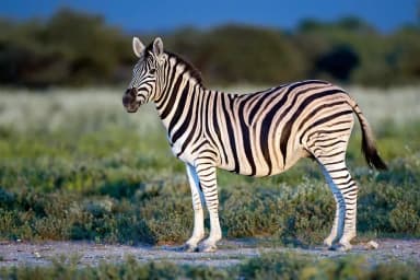 Zebra (Equus quagga)
