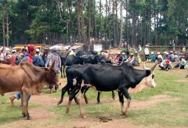 Zebu (Bos indicus)