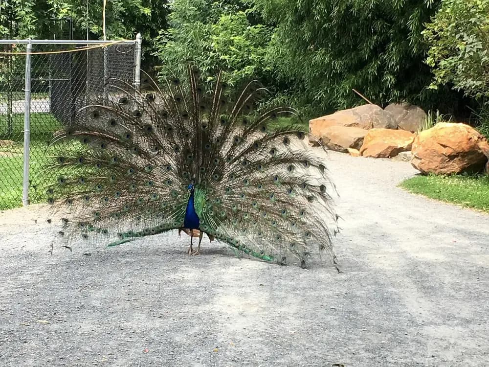 Plumpton Park Zoo