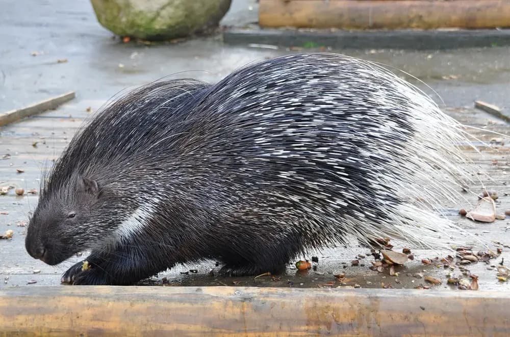 African Crested Porcupine (Hystrix cristata)