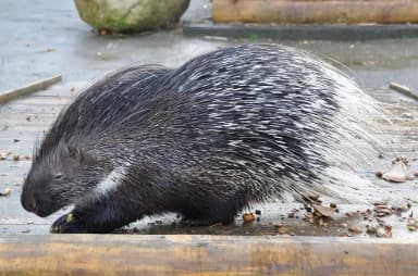 African Crested Porcupine (Hystrix cristata)