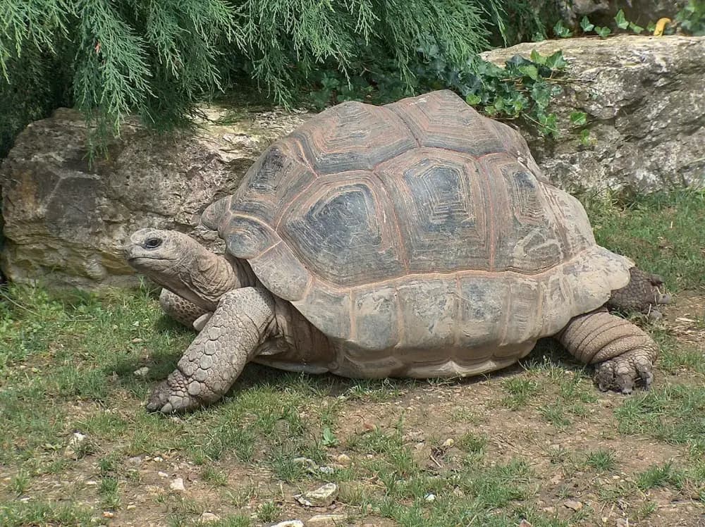 Aldabra Tortoise (Aldabrachelys gigantea)