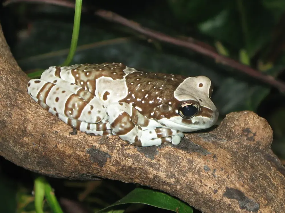 Amazon Milk Frog (Trachycephalus resinifictrix)