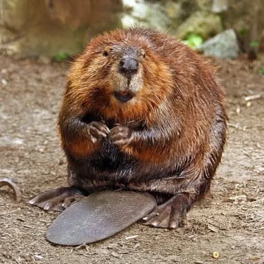American Beaver (Castor canadensis)