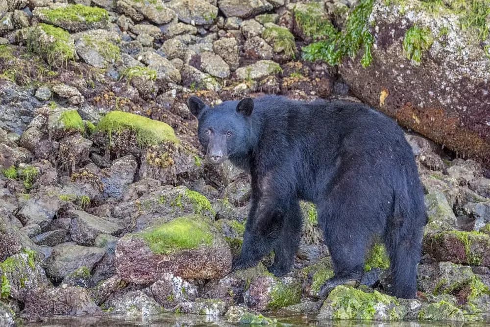 American Black Bear (Ursus americanus)
