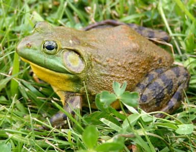 American Bullfrog (Lithobates catesbeianus)