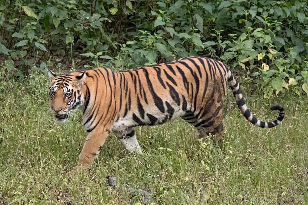 Amur tiger (Panthera tigris)