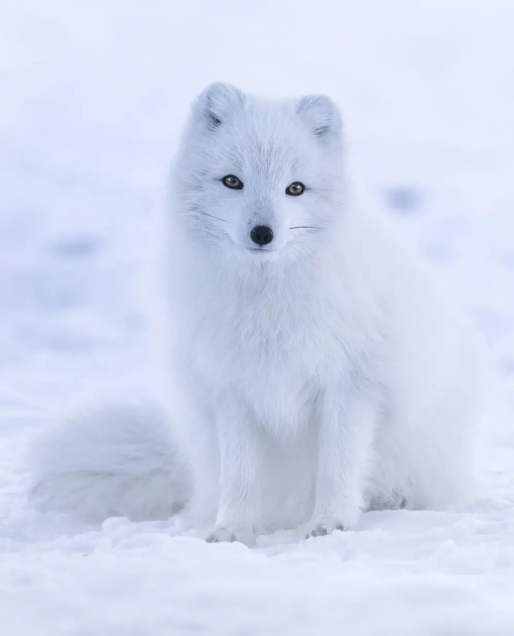 Arctic Fox (Vulpes lagopus)
