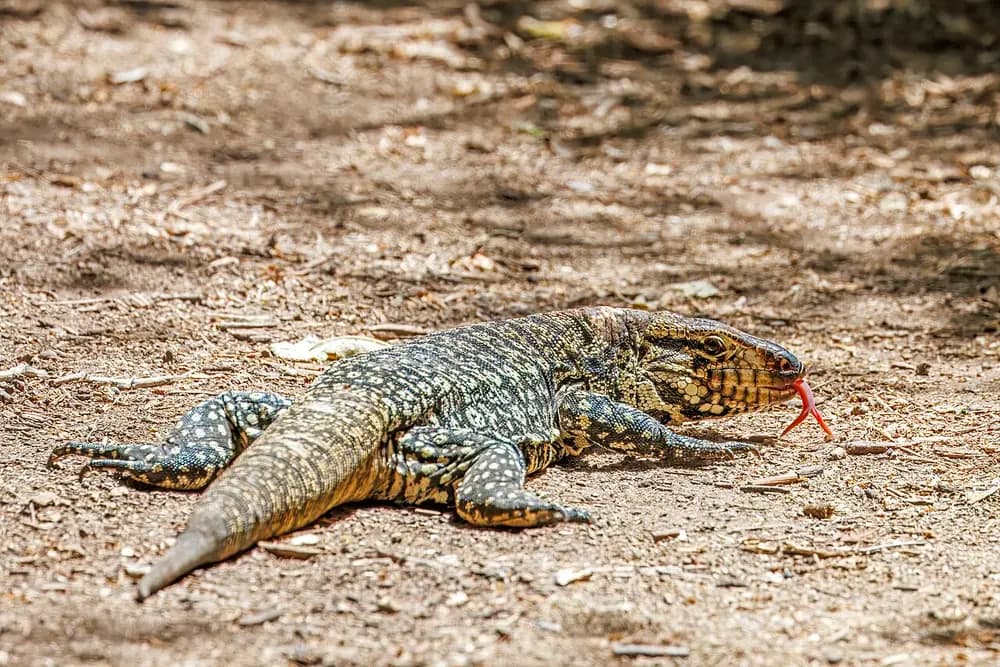 Argentine Black and White Tegu (Salvator merianae)