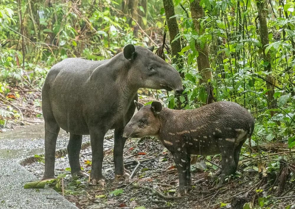 Baird's Tapir (Tapirus bairdii)