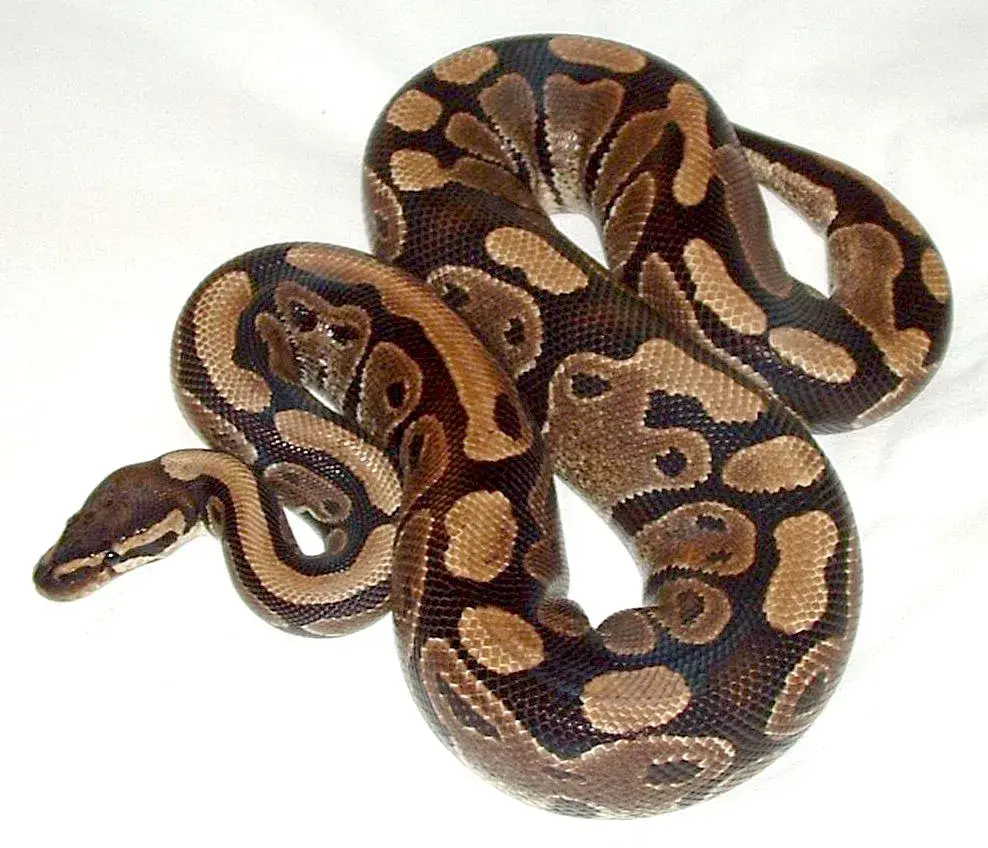 Ball Python (Python regius)
