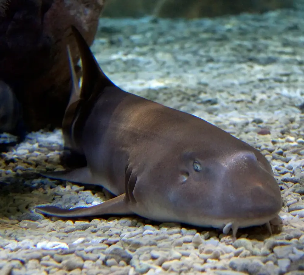 Bamboo Shark (Chiloscyllium punctatum)