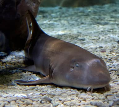 Bamboo Shark (Chiloscyllium punctatum)