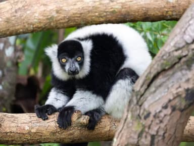 Black-and-white Ruffed Lemur (Varecia variegata)