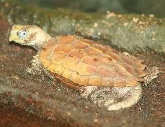 Black-breasted Leaf Turtle (Geoemyda spengleri)