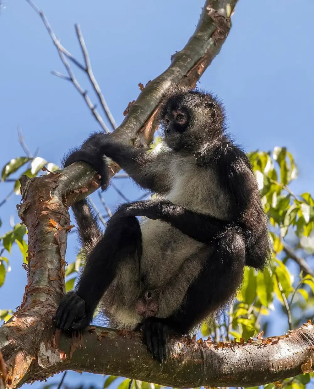 Black-handed Spider Monkey (Ateles geoffroyi)