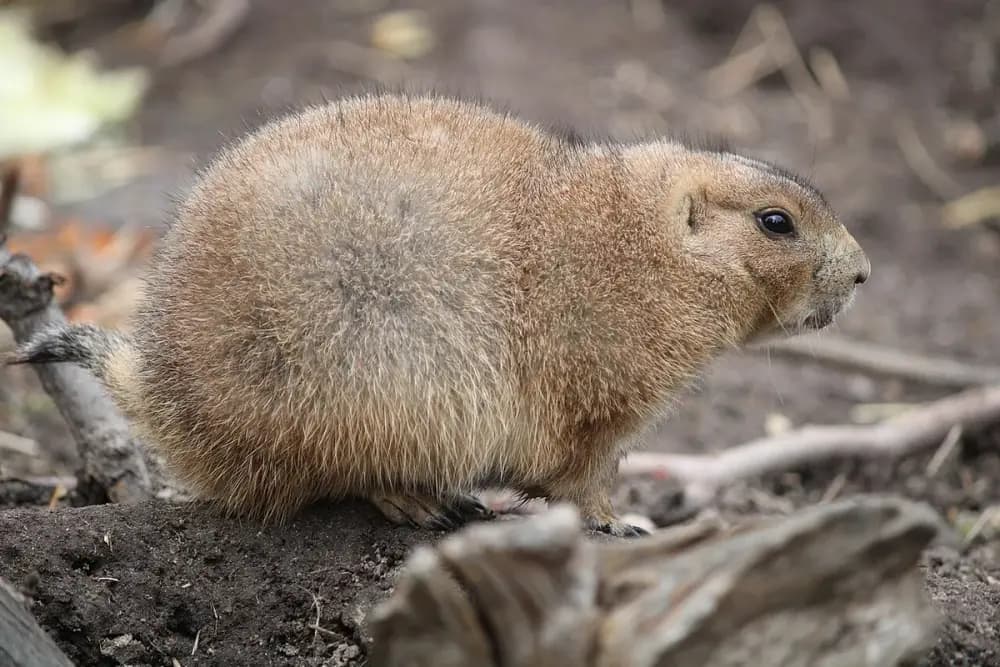 Black-tailed Prairie Dog (Cynomys ludovicianus)