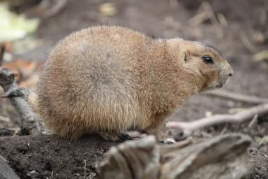 Black-tailed Prairie Dog (Cynomys ludovicianus)