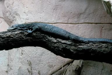 Black Tree Monitor (Varanus beccarii)