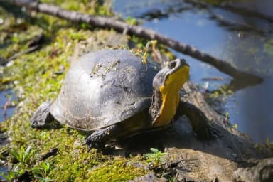 Blanding's Turtle (Emydoidea blandingii)