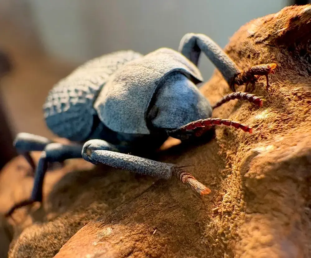 Blue Death-Feigning Beetle (Asbolus verrucosus)