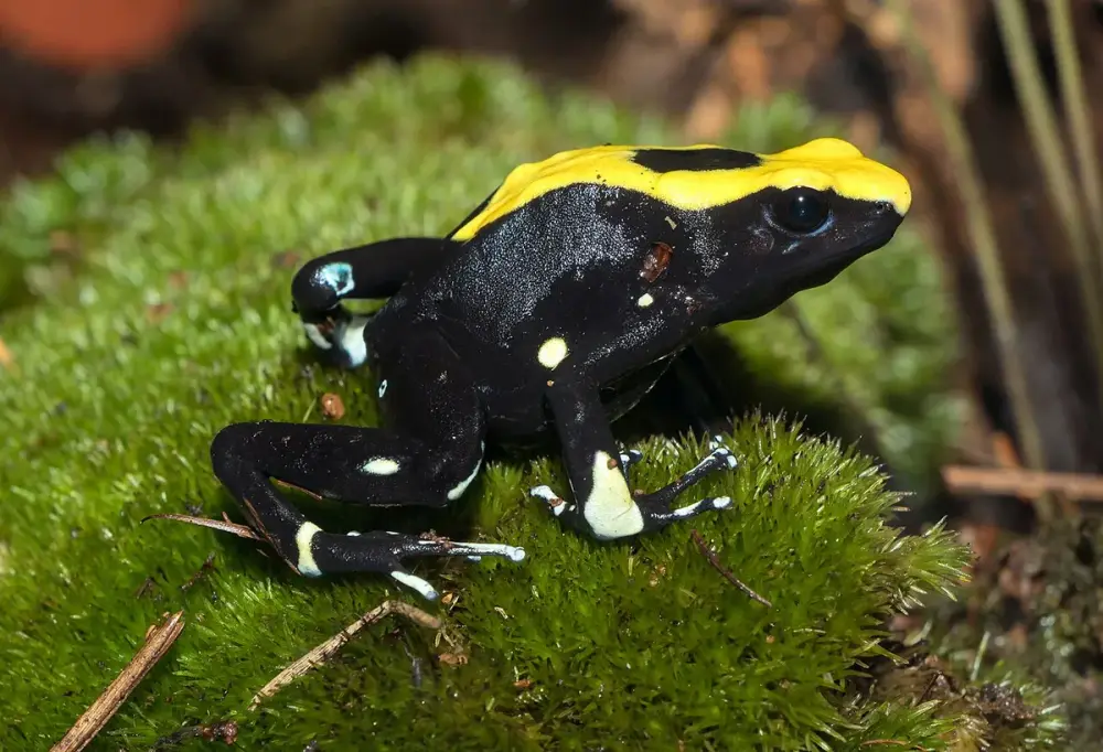 Blue Poison Dart Frog (Dendrobates tinctorius)