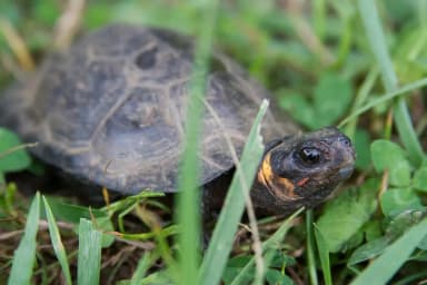 Bog Turtle (Glyptemys muhlenbergii)