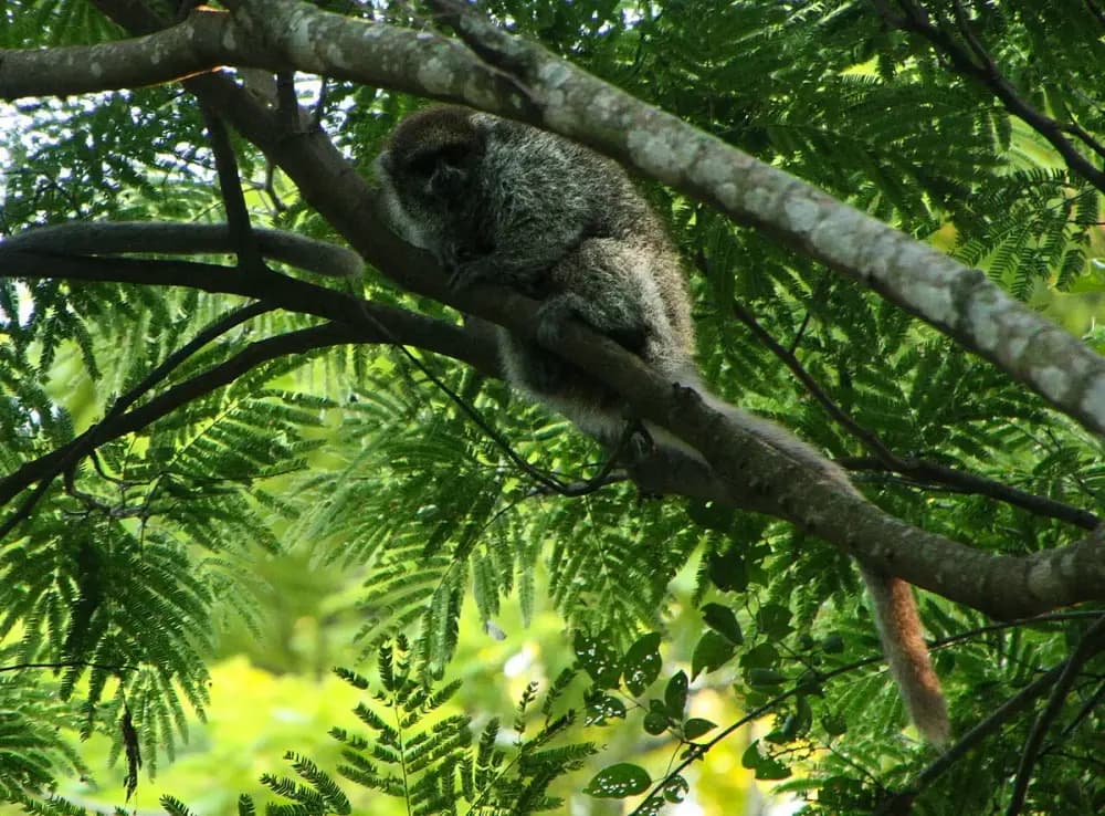 Bolivian Gray Titi Monkey (Plecturocebus donacophilus)