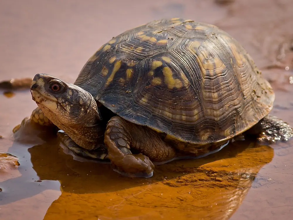 Box Turtle (Terrapene)