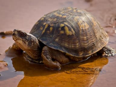 Box Turtle (Terrapene)