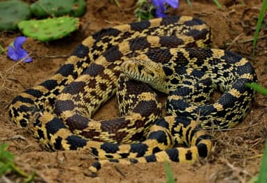 Bullsnake (Pituophis catenifer sayi)