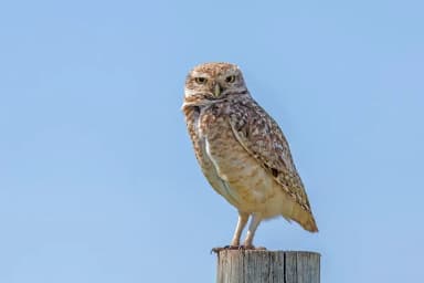 Burrowing Owl (Athene cunicularia)